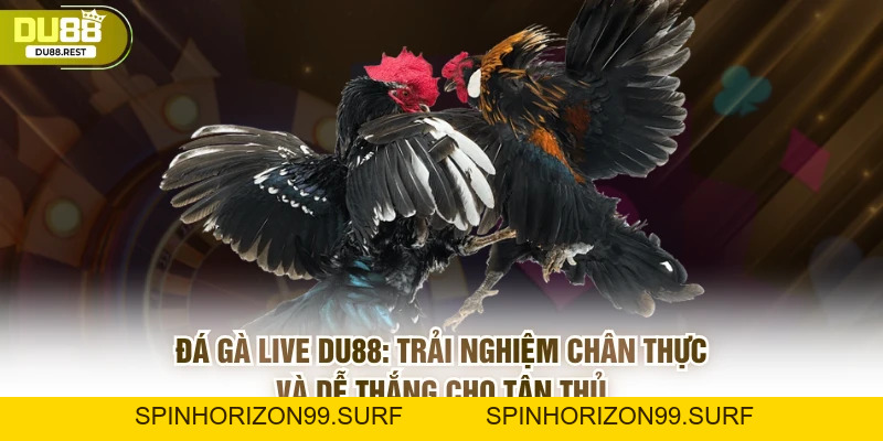 Đá gà live Du88 - Trải nghiệm chân thực và dễ thắng - SPINHORIZON99